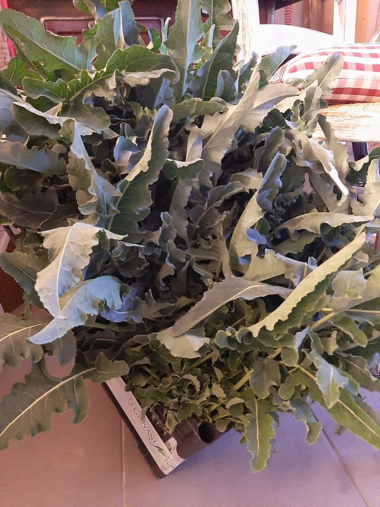 Originale broccolo fiolaro di Creazzo